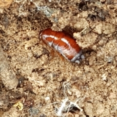 Blattidae sp. (family) at Lade Vale, NSW - 13 Feb 2021