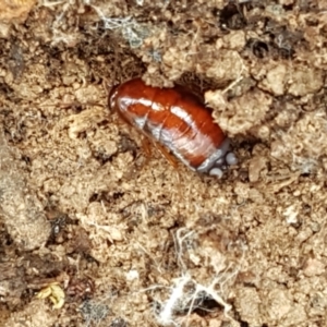 Blattidae sp. (family) at Lade Vale, NSW - 13 Feb 2021