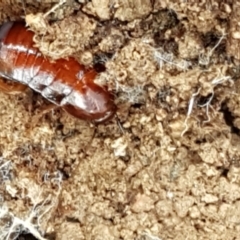 Blattidae sp. (family) at Lade Vale, NSW - 13 Feb 2021