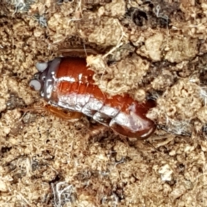 Blattidae sp. (family) at Lade Vale, NSW - 13 Feb 2021