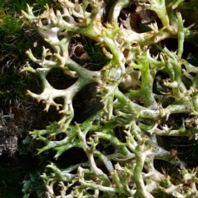 Cladia aggregata (A lichen) at Lade Vale, NSW - 12 Feb 2021 by tpreston