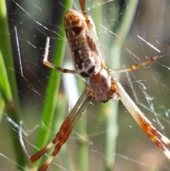 Plebs eburnus (Eastern bush orb-weaver) at Mundoonen Nature Reserve - 13 Feb 2021 by trevorpreston