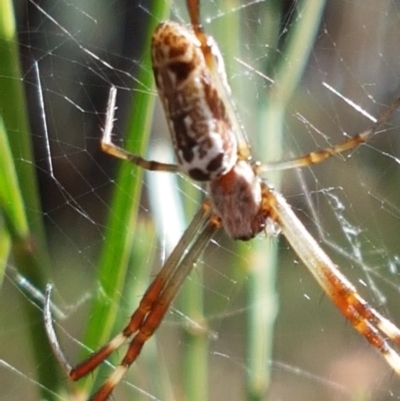 Plebs eburnus (Eastern bush orb-weaver) at Mundoonen Nature Reserve - 13 Feb 2021 by trevorpreston