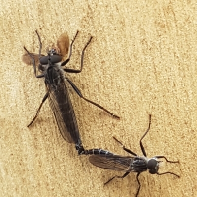 Cerdistus sp. (genus) (Slender Robber Fly) at Lade Vale, NSW - 13 Feb 2021 by trevorpreston