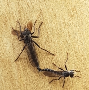 Cerdistus sp. (genus) at Lade Vale, NSW - 13 Feb 2021