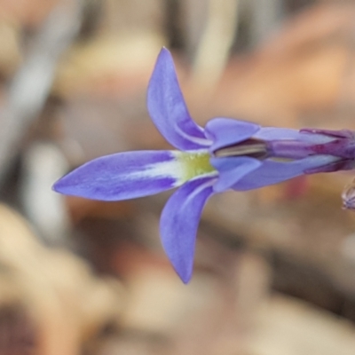 Lobelia gibbosa (Tall Lobelia) at Lade Vale, NSW - 13 Feb 2021 by trevorpreston