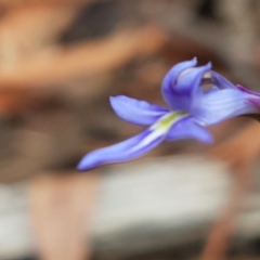 Lobelia gibbosa at Lade Vale, NSW - 13 Feb 2021 10:43 AM