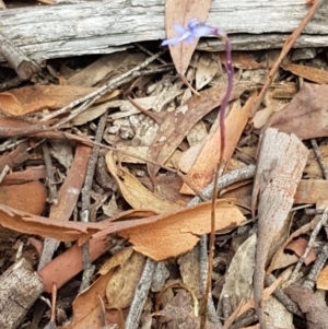 Lobelia gibbosa at Lade Vale, NSW - 13 Feb 2021 10:43 AM