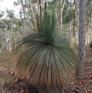Xanthorrhoea glauca subsp. angustifolia at Lade Vale, NSW - 13 Feb 2021