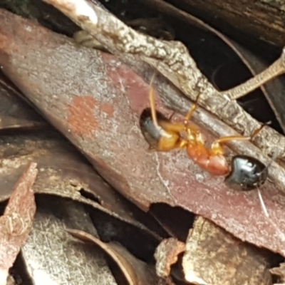 Camponotus consobrinus (Banded sugar ant) at Lade Vale, NSW - 13 Feb 2021 by trevorpreston