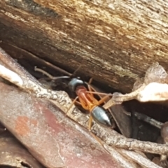 Camponotus consobrinus at Lade Vale, NSW - 13 Feb 2021
