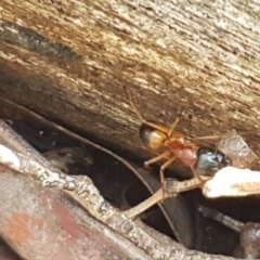 Camponotus consobrinus at Lade Vale, NSW - 13 Feb 2021