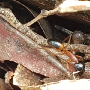 Camponotus consobrinus at Lade Vale, NSW - 13 Feb 2021