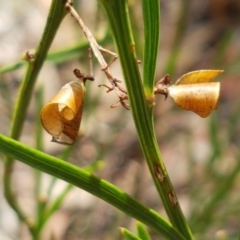 Daviesia leptophylla (Slender Bitter Pea) at Lade Vale, NSW - 13 Feb 2021 by trevorpreston