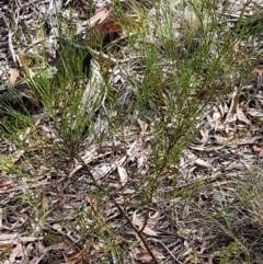 Daviesia leptophylla at Lade Vale, NSW - 13 Feb 2021 10:39 AM