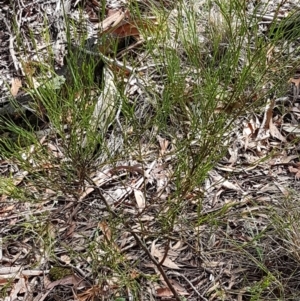 Daviesia leptophylla at Lade Vale, NSW - 13 Feb 2021