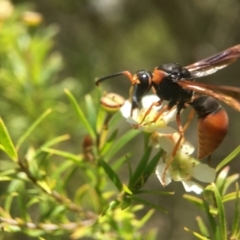 Eumeninae (subfamily) (Unidentified Potter wasp) at ANBG - 13 Feb 2021 by PeterA