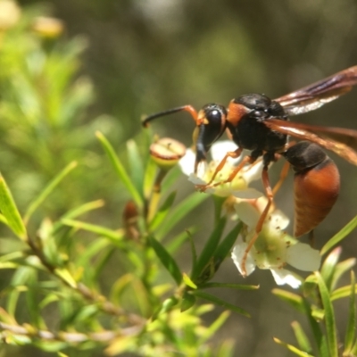 Eumeninae (subfamily) (Unidentified Potter wasp) at ANBG - 13 Feb 2021 by PeterA