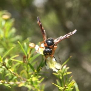 Eumeninae (subfamily) at Acton, ACT - 13 Feb 2021