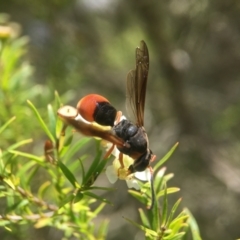 Eumeninae (subfamily) at Acton, ACT - 13 Feb 2021