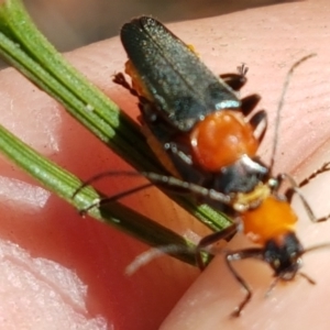 Chauliognathus tricolor at Lade Vale, NSW - 13 Feb 2021 10:37 AM