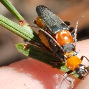 Chauliognathus tricolor at Lade Vale, NSW - 13 Feb 2021 10:37 AM