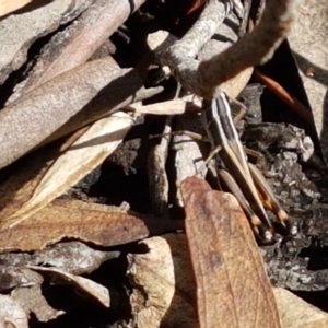 Macrotona australis at Lade Vale, NSW - 13 Feb 2021