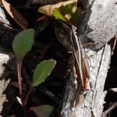 Macrotona australis at Lade Vale, NSW - 13 Feb 2021 10:37 AM