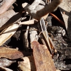 Macrotona australis at Lade Vale, NSW - 13 Feb 2021 10:37 AM