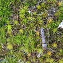 Rhytidoponera sp. (genus) (Rhytidoponera ant) at Mundoonen Nature Reserve - 13 Feb 2021 by trevorpreston