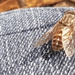 Dasybasis sp. (genus) (A march fly) at Mundoonen Nature Reserve - 13 Feb 2021 by trevorpreston