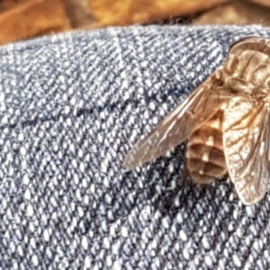 Dasybasis sp. (genus) at Lade Vale, NSW - 13 Feb 2021 10:34 AM