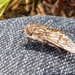 Dasybasis sp. (genus) at Lade Vale, NSW - 13 Feb 2021 10:34 AM