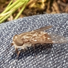 Dasybasis sp. (genus) at Lade Vale, NSW - 13 Feb 2021