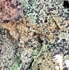 Unidentified Lichen at Mundoonen Nature Reserve - 12 Feb 2021 by tpreston