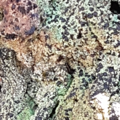 Unverified Lichen at Lade Vale, NSW - 13 Feb 2021 by trevorpreston