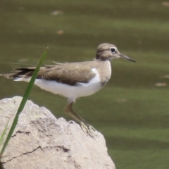 Actitis hypoleucos (Common Sandpiper) at Tuggeranong Creek to Monash Grassland - 13 Feb 2021 by RodDeb