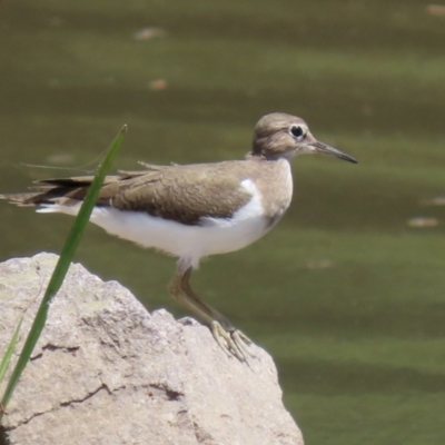 Actitis hypoleucos (Common Sandpiper) at Isabella Pond - 13 Feb 2021 by RodDeb