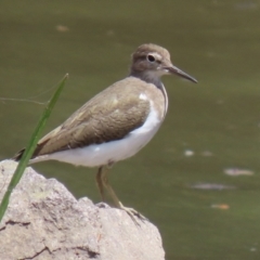 Actitis hypoleucos at Monash, ACT - 13 Feb 2021