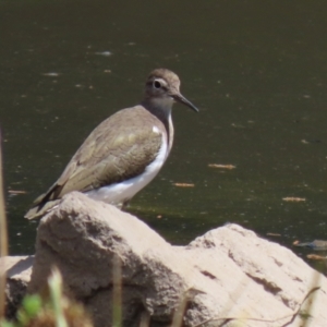 Actitis hypoleucos at Monash, ACT - 13 Feb 2021