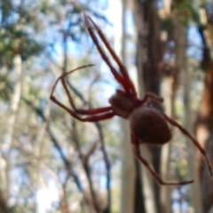 Hortophora sp. (genus) at Lade Vale, NSW - 13 Feb 2021