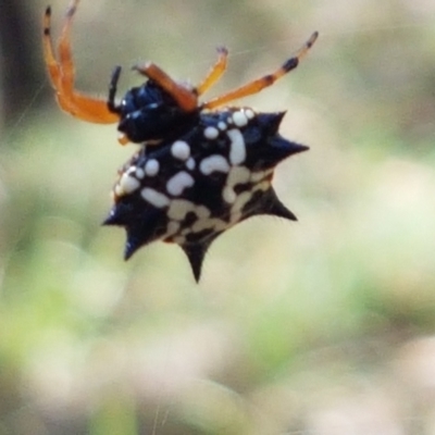 Austracantha minax (Christmas Spider, Jewel Spider) at Mundoonen Nature Reserve - 13 Feb 2021 by trevorpreston