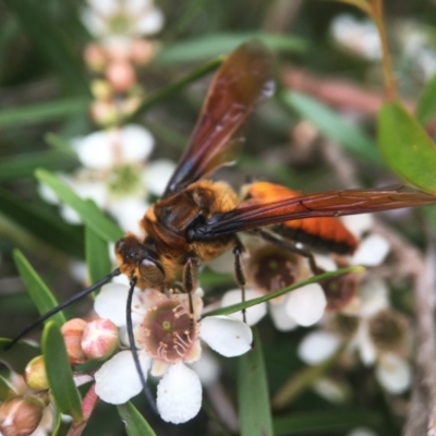 Guerinius shuckardi (Smooth flower wasp) at ANBG - 8 Feb 2021 by PeterA