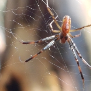 Trichonephila edulis at Lade Vale, NSW - 13 Feb 2021