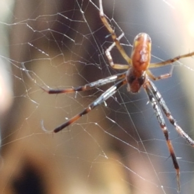 Trichonephila edulis (Golden orb weaver) at Mundoonen Nature Reserve - 13 Feb 2021 by trevorpreston