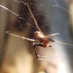 Trichonephila edulis at Lade Vale, NSW - 13 Feb 2021