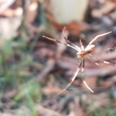 Trichonephila edulis at Lade Vale, NSW - 13 Feb 2021