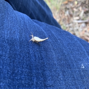 Arachnura higginsi at Nanima, NSW - 13 Feb 2021