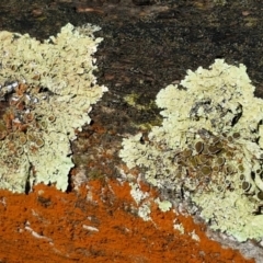 Parmeliaceae (family) (A lichen family) at Mundoonen Nature Reserve - 13 Feb 2021 by trevorpreston