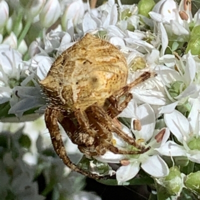 Backobourkia sp. (genus) (An orb weaver) at Nanima, NSW - 13 Feb 2021 by 81mv